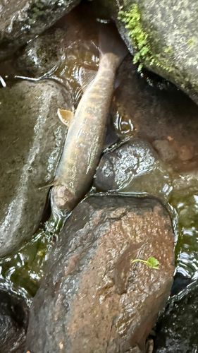 ヤマトイワナの釣果
