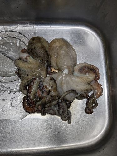 タコの釣果