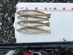 シロギスの釣果