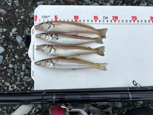 シロギスの釣果