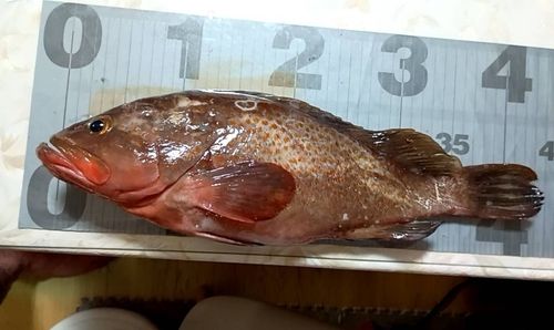 キジハタの釣果