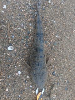 マゴチの釣果