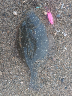 イシガレイの釣果