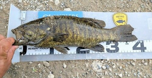 スモールマウスバスの釣果