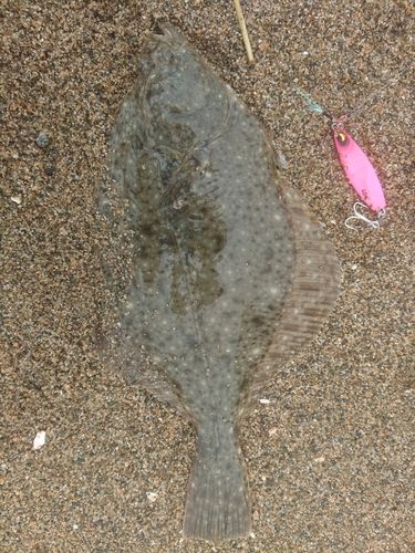 イシガレイの釣果