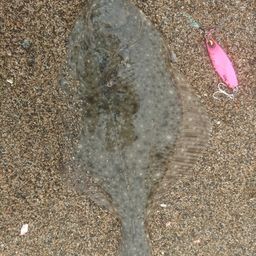 イシガレイ