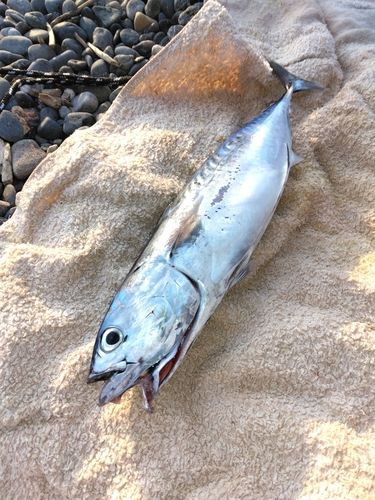 ソウダガツオの釣果