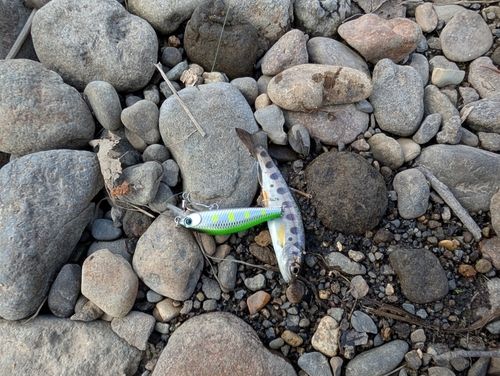 ヤマメの釣果