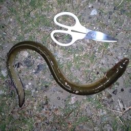 ウナギ
