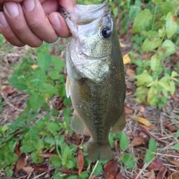 ラージマウスバス