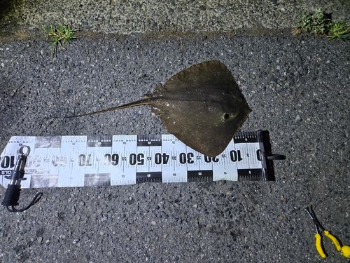 アカエイの釣果