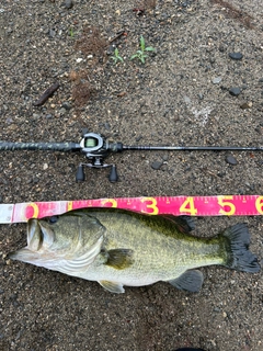 ラージマウスバスの釣果