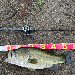 ラージマウスバス