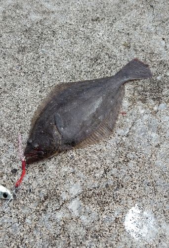 ヒラメの釣果