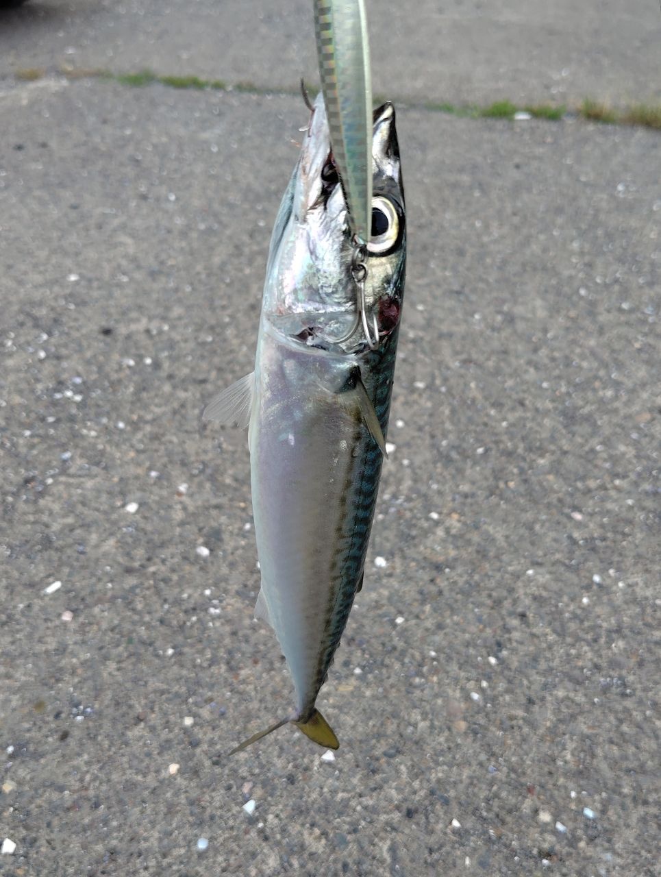 ヒラメ