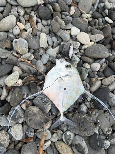 イトヒキアジの釣果