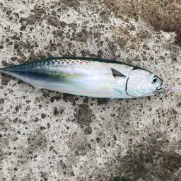 マルソウダ
