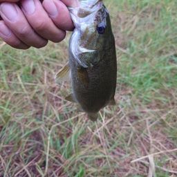 スモールマウスバス