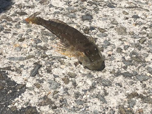 アナハゼの釣果