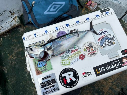 ソウダガツオの釣果