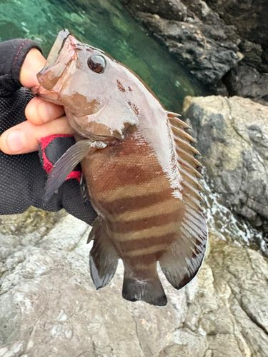 ヤミハタの釣果