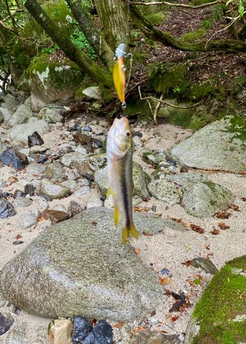 アブラハヤの釣果