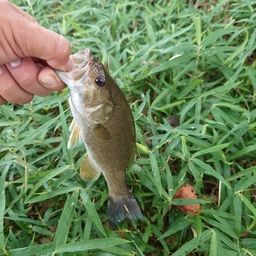 スモールマウスバス