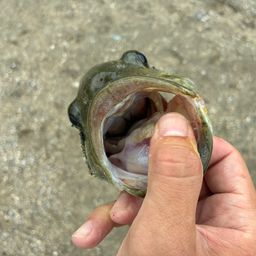 スモールマウスバス