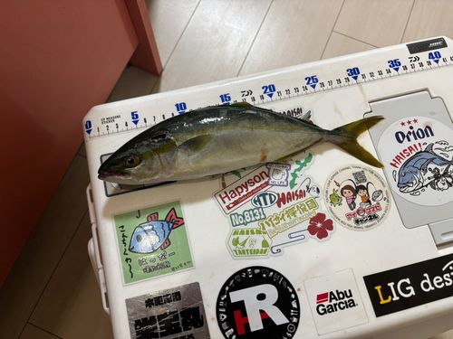ワカシの釣果