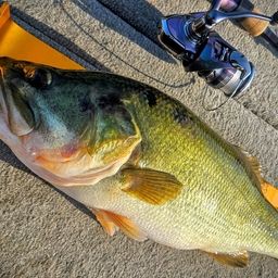 ラージマウスバス