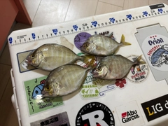 カイワリの釣果
