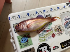 イトヨリダイの釣果