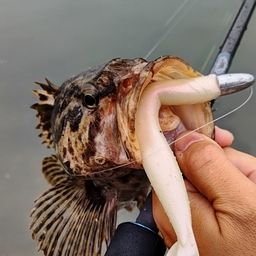 タケノコメバル