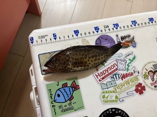 オオモンハタの釣果