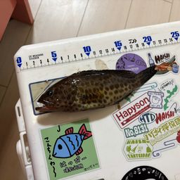 オオモンハタ