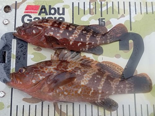 キジハタの釣果