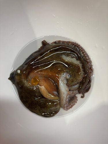 タコの釣果