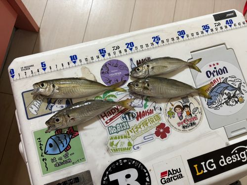 アジの釣果