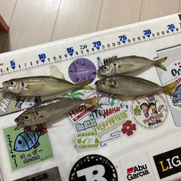 アジ