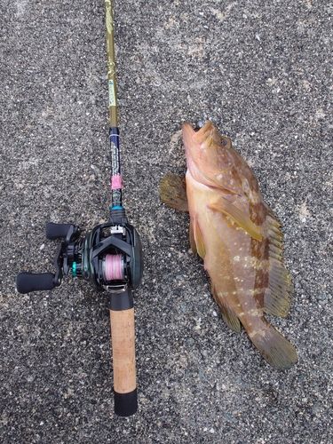 アコウの釣果