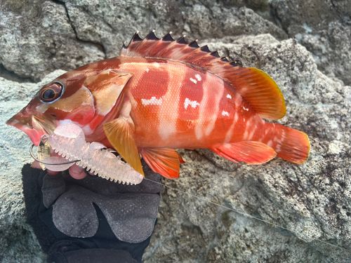 アカハタの釣果