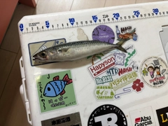 サバの釣果