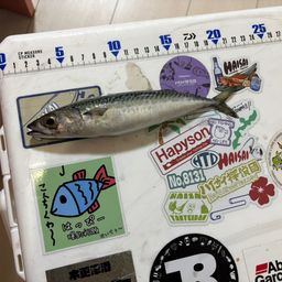 サバ