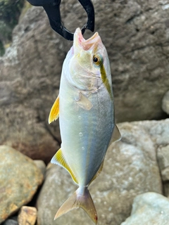 ショゴの釣果