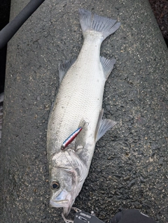 ヒラスズキの釣果