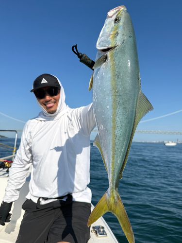 メジロの釣果