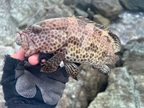 オオモンハタの釣果