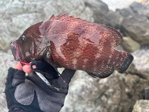 アザハタの釣果