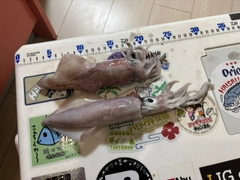 マルイカの釣果