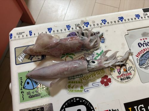 マルイカの釣果